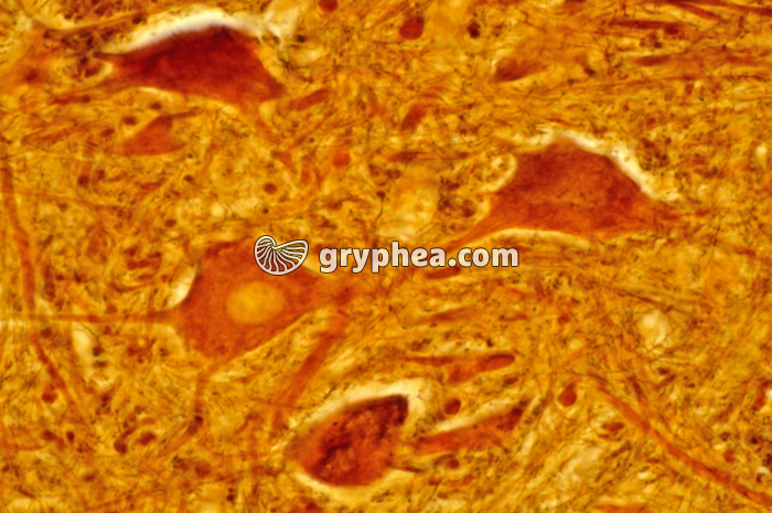 Moelle épinière x160 - gryphea.com